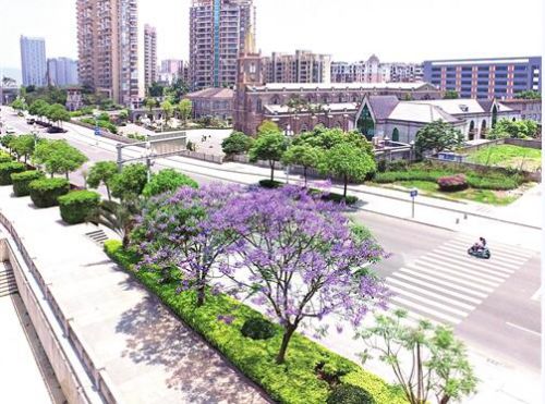 福州将建街边公园 打造3公里蓝花楹大道